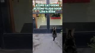 Cat Opens Sliding Door LIKE A BOSS #Shorts