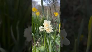 The forest garden in spring  #allotment #permaculture #ducks