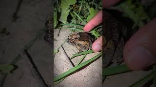 Boing boing the frogs how catch frogs funny | tep longheng funny frog