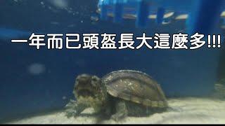 頭盔也長太快!!!都住到繁殖缸拉【九桃分享養爬蟲-《Reptiles》】