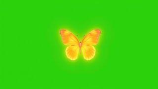 Orange colour butterfly green screen | Butterfly green screen effects