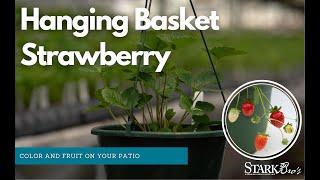 Hanging Basket Strawberries!