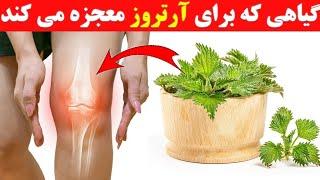 گیاهی که برای درمان و کاهش درد آرتروز معجزه می کند ( آرتروز رماتیسمی ، آستئوآرتریت ، نقرس )