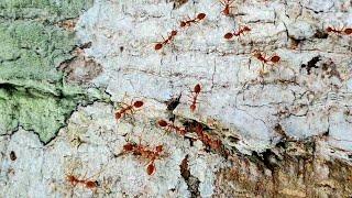 Sri Lanka,ශ්‍රී ලංකා,Ceylon,Ants gathering on Tree Bark