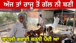 ਅੱਜ ਰਾਜੂ ਤੋਂ ਗੱਲ ਨੀ ਬਣੀ #goatfarming #bakramandi #farming #goats