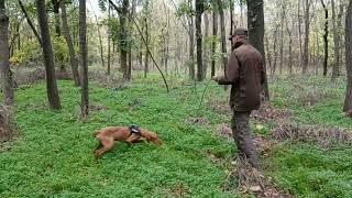 Vizsla puppy blood track training