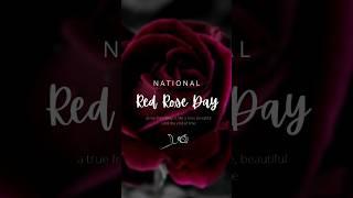 Roses Are Red: Celebrating National Red Rose Day! #shorts