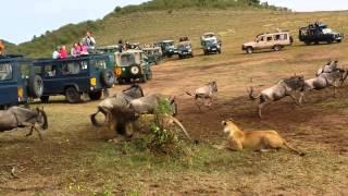 Lion ambush at wildebeest crossing