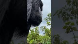 Watch Out A Silverback Coming! Gorilla Tours Uganda