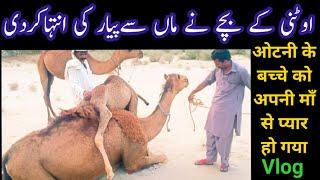 Vlog  At  Thal With Camels  |Great Culture in Pakistan |Shaukat Jam Vlogs