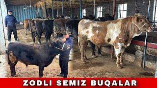 ZODLI SEMIZ BUQALAR ARZONCHI UKQMIZDAN