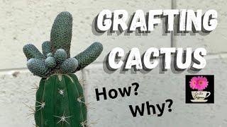 How I Graft a Cactus | Grafting Cactus