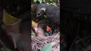 The cuckoo is begging at the front, but the mother bird turns a blind eye杜鹃鸟在最前面乞食，鸟妈妈却视而不见