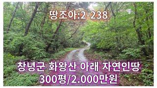 땅조아:2-238]화왕산 자락 아래 자연인땅 매매/300평 2.000만원)