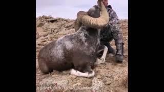 hunting||a big||horn sheep of Forest near iran