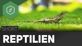 Reptilien