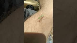 Baby praying mantis fearless