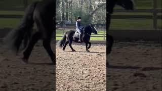 Axl was such a DIVA today!🩷#horse #equestrian #horserider #horseriding #horsegirl #horsegirlvibes