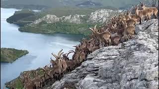 Decenas de cabras montesas en la Montaña de Riaño 1/2