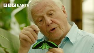 This is One of David Attenborough's Favourite Animals | Attenborough's Ark | BBC Earth