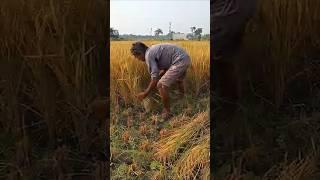 Golden Paddy Fields  Farmers Harvest with Joy and Pride #shorts