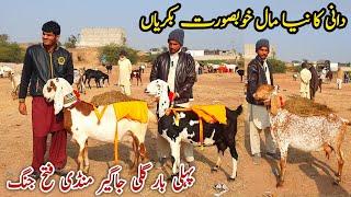 Dani Ki Top Class Bakriyan Gali Jageer Bakra Mandi Latest Update 28 December 2024