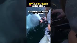 벨루가가 바다 밑에서 전해준 것은... #웃긴짤 #웃긴영상 #벨루가 #동물 #animals