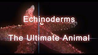 Shape of Life: Echinoderms - The Ultimate Animal