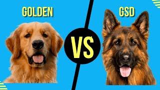 Golden Retriever Vs German Shepherd ( Dog Breed Comparison )