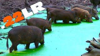 22LR DROPS WILD BOAR! WILD HOG HUNTING!