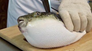 Amazing Process of Removing Blowfish Poison and Making Sashimi. Korean Pufferfish Masterchef