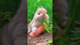 #shorts Best Video