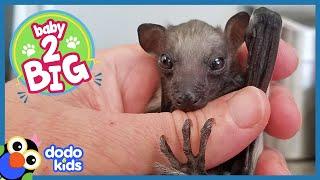 All This Baby Bat Wants to Do Is Fly | Animal Videos For Kids | Dodo Kids Baby to Big