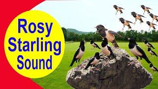 Rosy Starling Sound, Starling Sound, Birds Sound, By DGK Hunter,..