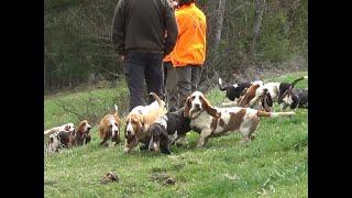 TAN du Club du Basset Hound 2019