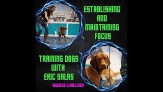 Training dogs - Establishing and maintaining focus