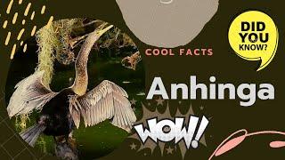 Anhinga facts  Snakebird facts  Darter  American Darter  Water Turkey 