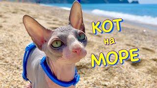 Удивительные КАНИКУЛЫ Кота Миллиона 