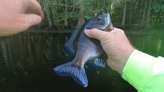 "Bream fishing for bluegill using a beetle spin tipped with crappie bites and worms."