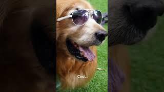 Furry Friends Funnies: Pets Gone Wild! #pets #funny #youtubeshorts