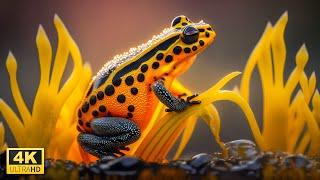 Experience the Magic of Colorful Frogs in This Stunning 4K UHD Video with Relaxing Music