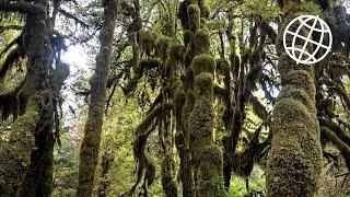 Hoh Rainforest, Olympic NP, Washington, USA  [Amazing Places 4K]