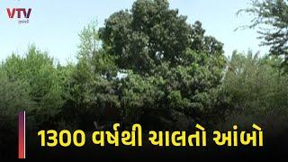 Valsad : આવો આંબો તમે નહીં જોયો હોય, જે 1300 વર્ષમાં પોતાની જગ્યાએથી ત્રણસો મીટર અંતર કાપી ચૂક્યો