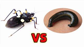 When the leech meets the assassin bug