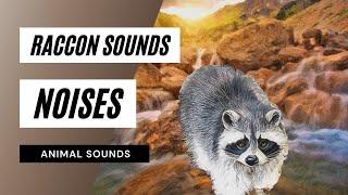 Raccoon Sounds Noises -  raccoon sounds - raccoon noises | animal sounds