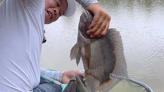 Câu Cá Rô Phi Khủng Tự Nhiên | Chung Nguyễn Fishing