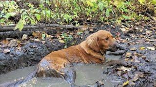 Golden Retrievers were made for the mud