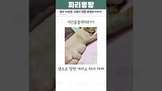 뭔가 이상한 고양이 인증 레전드ㅋㅋㅋㅋ