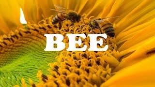 BEE -  Beautiful bees and relaxing music