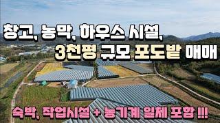 [매물24-24] 상주시 모서면 농기계 무료 드리는 넓은 포도밭 매매 #상주시 #상주부동산 #샤인 #포도 #김천부동산 #보은부동산